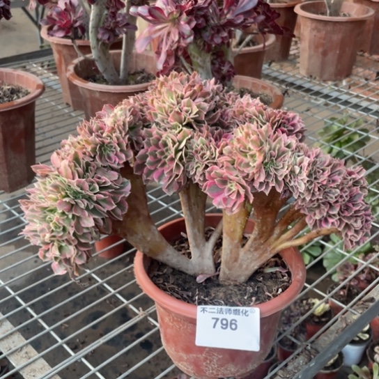 796，粉女巫缀包邮