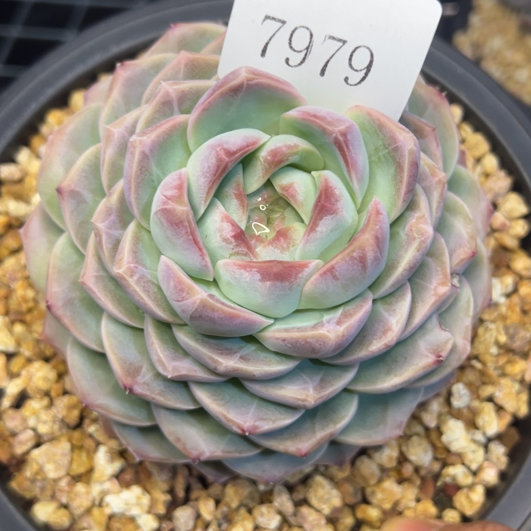 郭**°7979多肉的的的多的