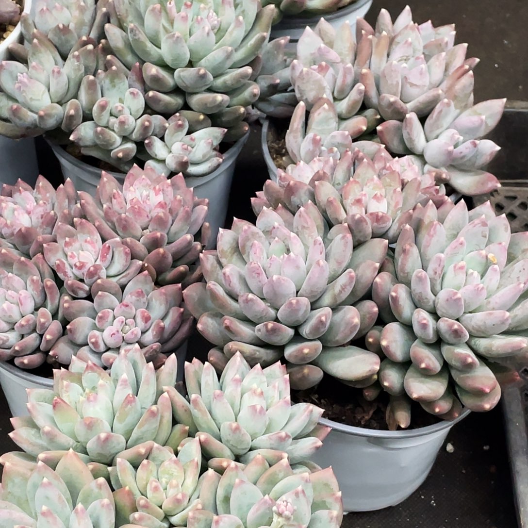 整桩无砍多头高杆星月菩提一颗