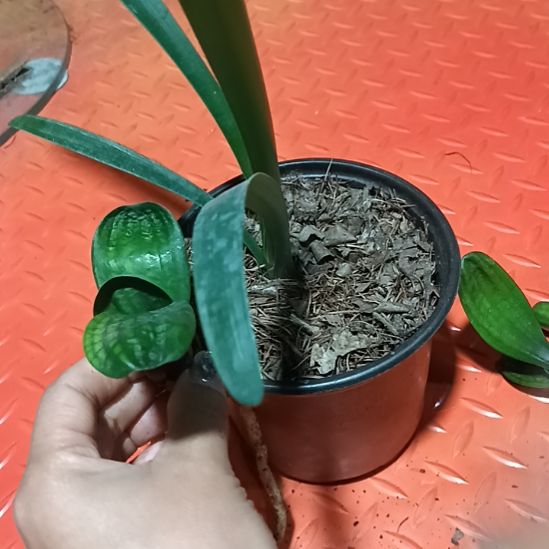 用****8特色花卉君子兰小苗君