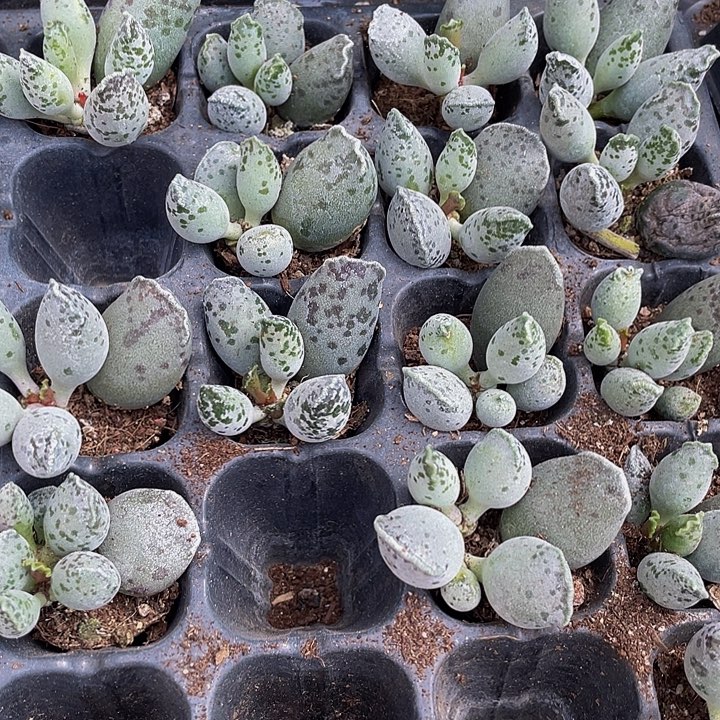 小海豹1.5带土发货