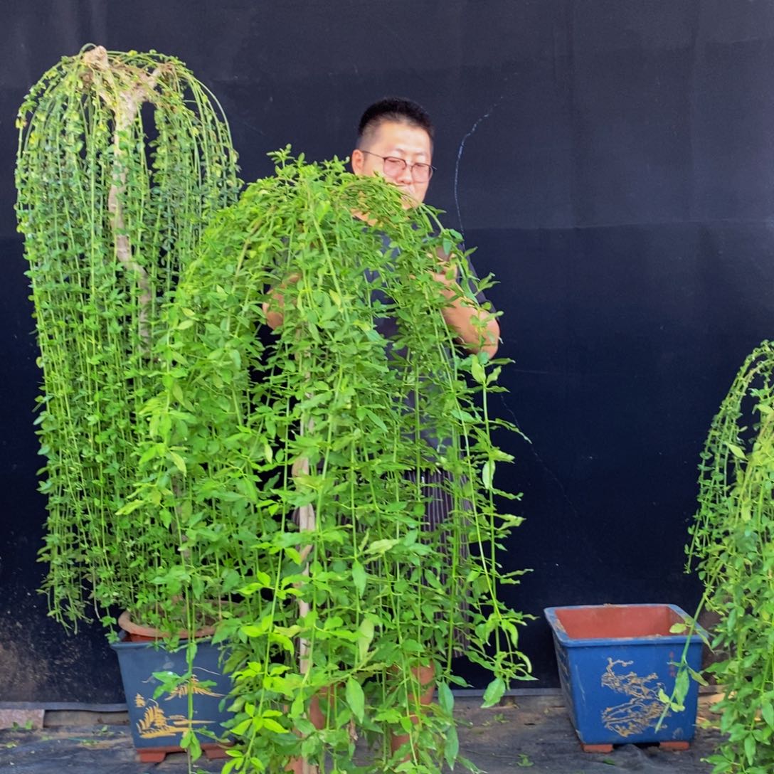 探春花，一物一拍，