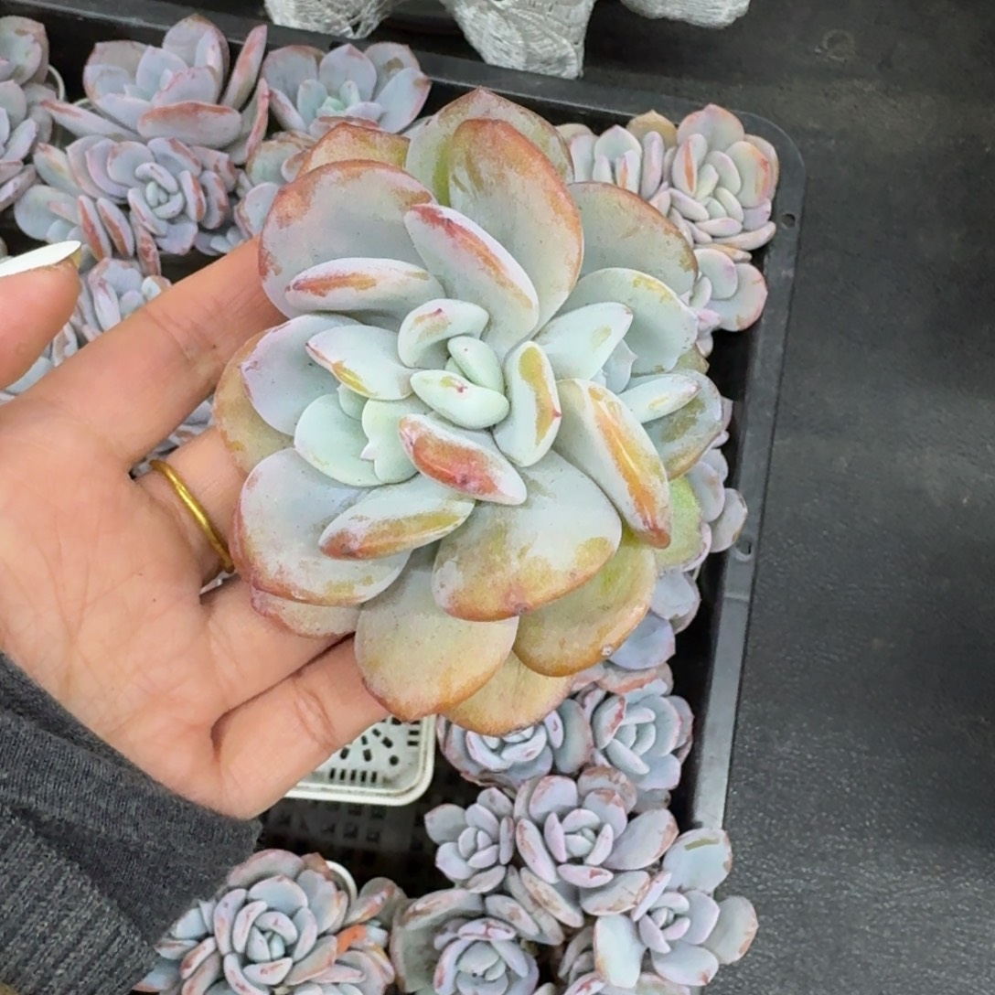 小***.哈哈哈哈哈哈啊哈