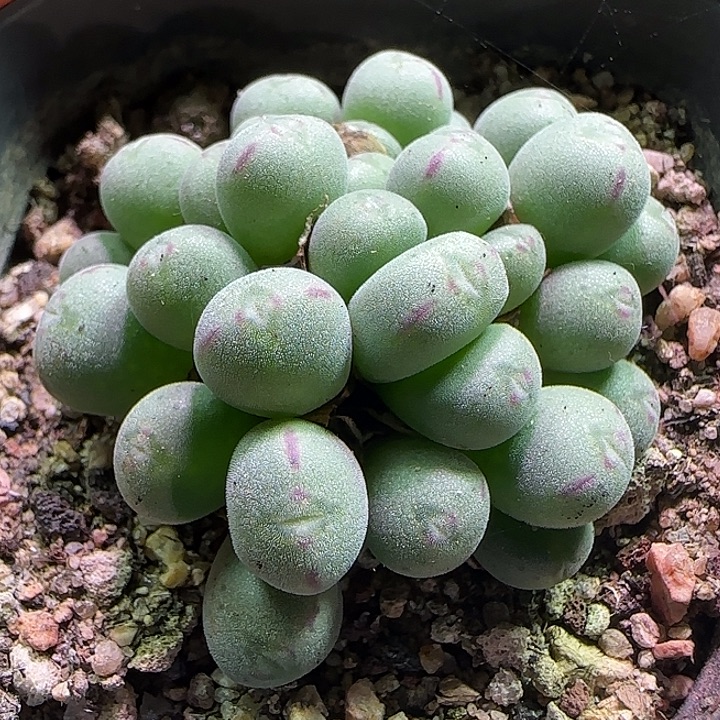 开播福利来啦。  390