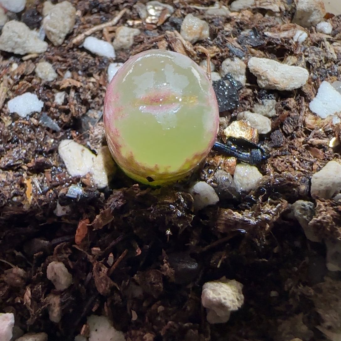 肉锥多肉植物百科-安格287