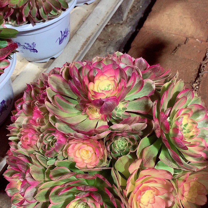 海王捧花，多肉植物