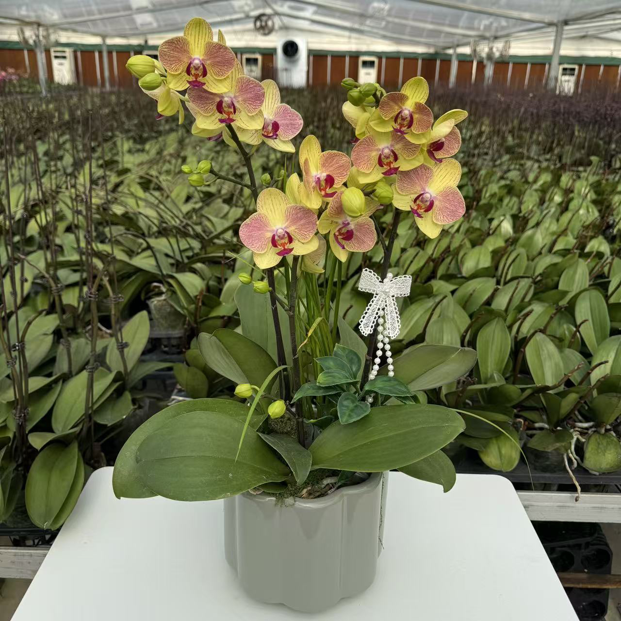 【三色鸟】蝴蝶兰带花剑花苞紫黄色系室内客厅兰花盆栽好养活绿植