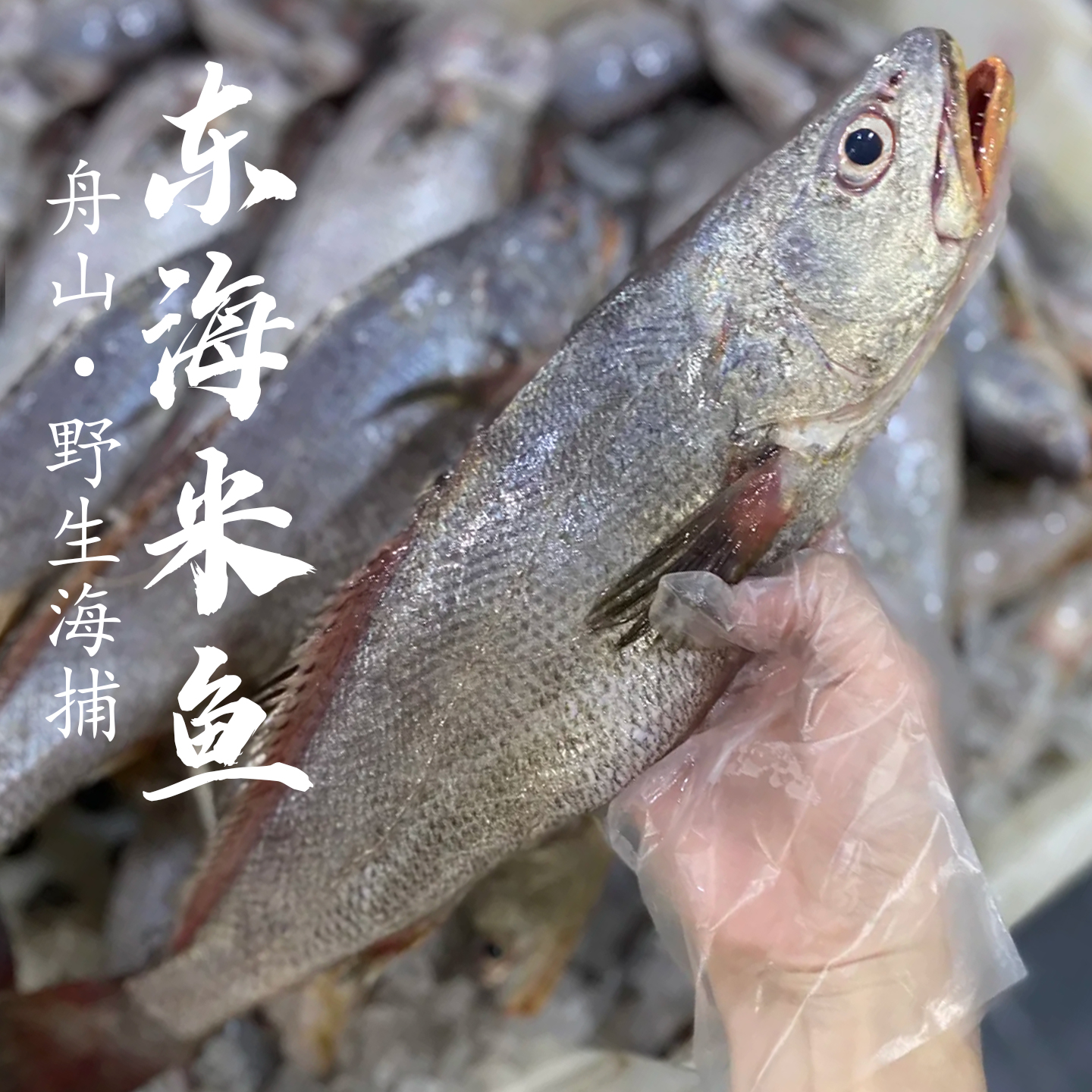 舟山特大米鱼新鲜冷冻深海大鮸鱼鲜活海鲜水产海捕