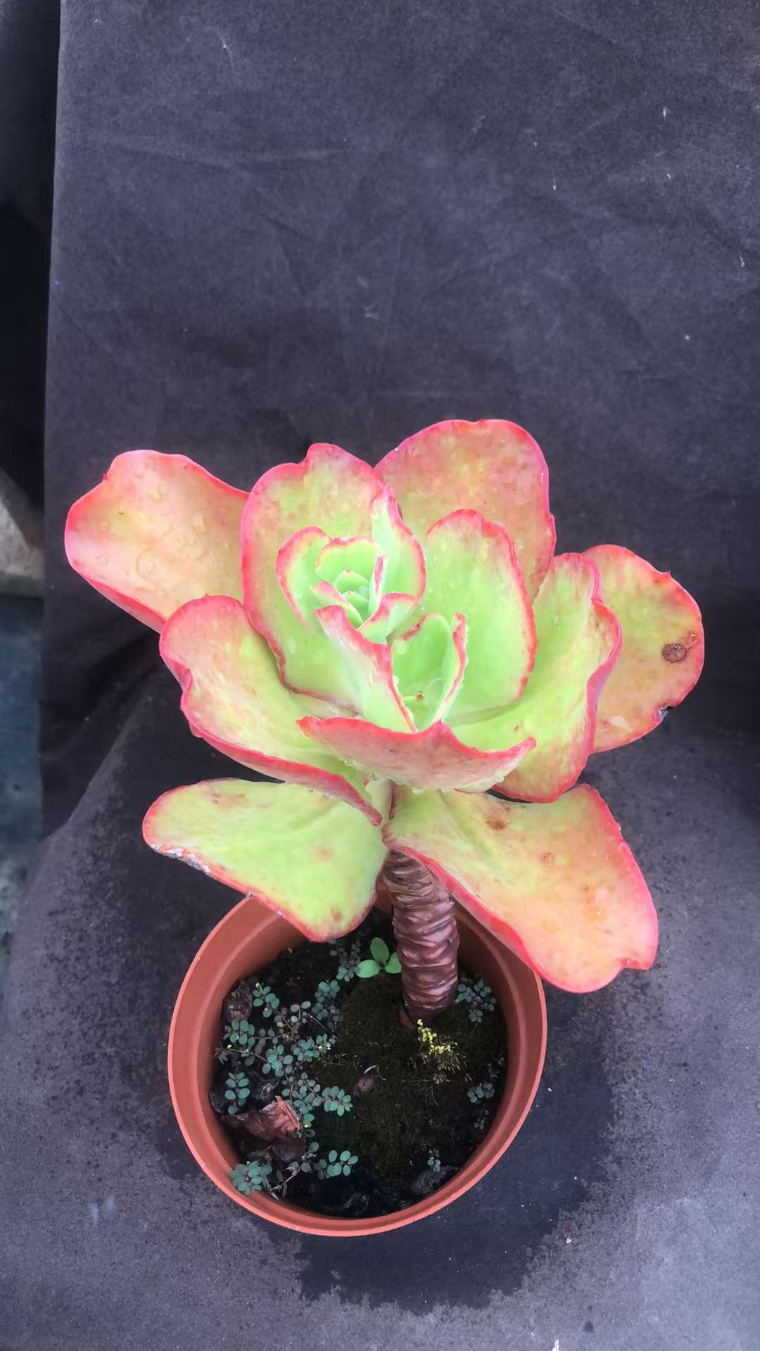 包菜老桩精控 处理 