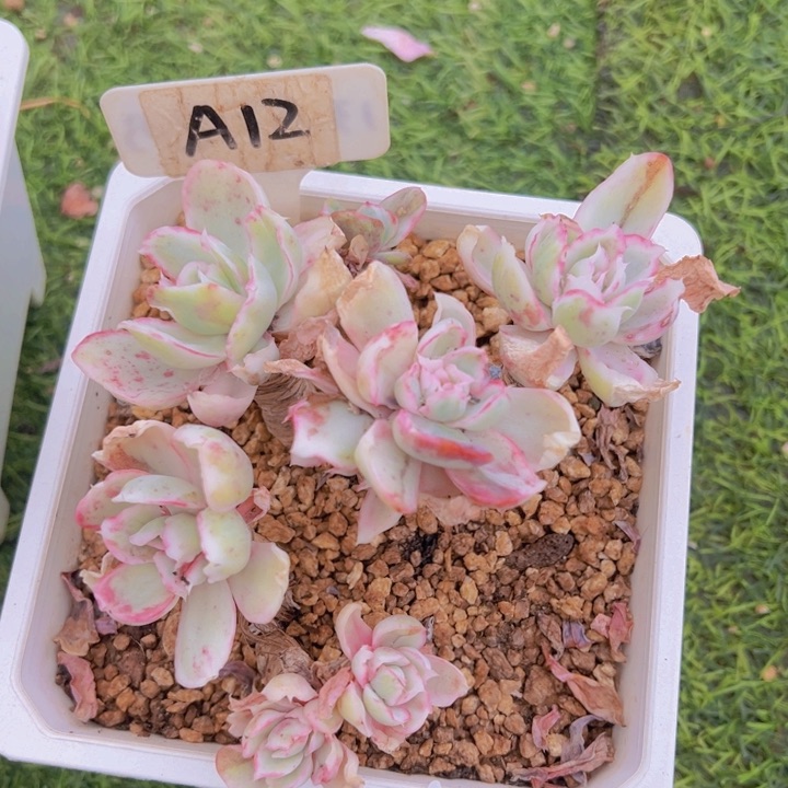 健健康康平平安安