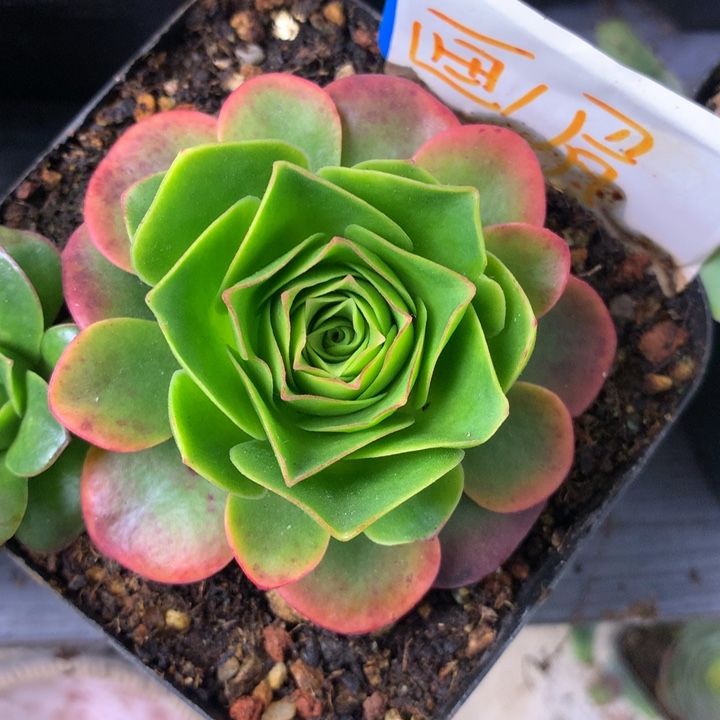 阴***️一物一拍星辰画眉