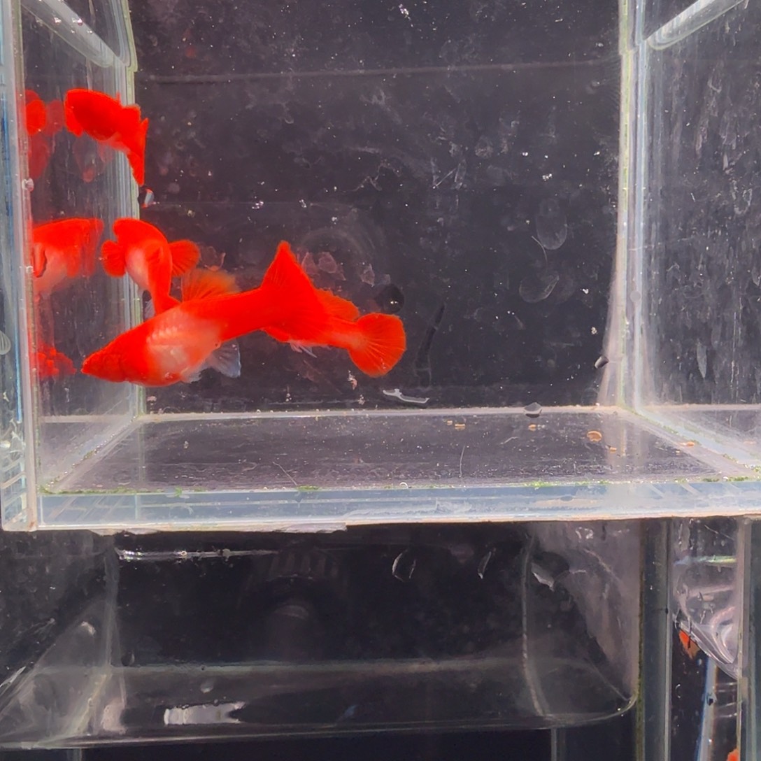 孔雀鱼鸿运当头双份水2对