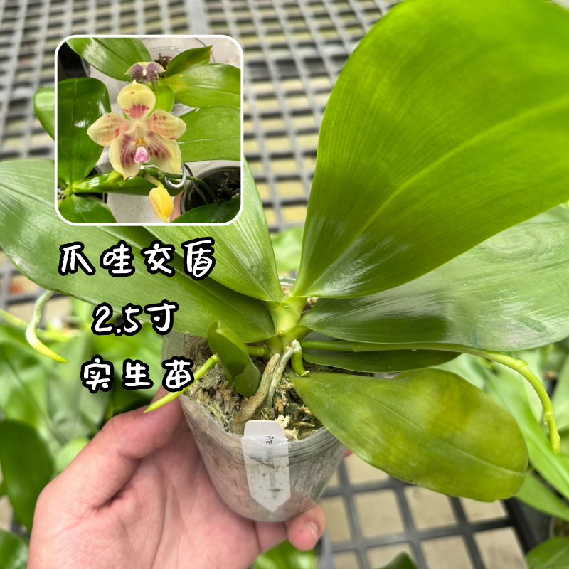 爪哇交盾2.5寸杯苗趣味蝴蝶兰原生种实生苗室内盆栽花卉好养活  