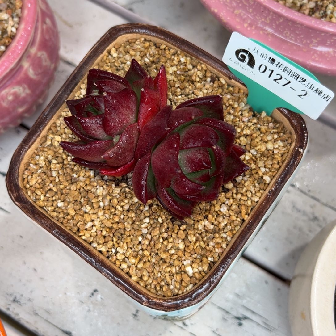 多肉一物一拍0127-2