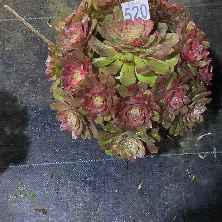 000000000520莲花座