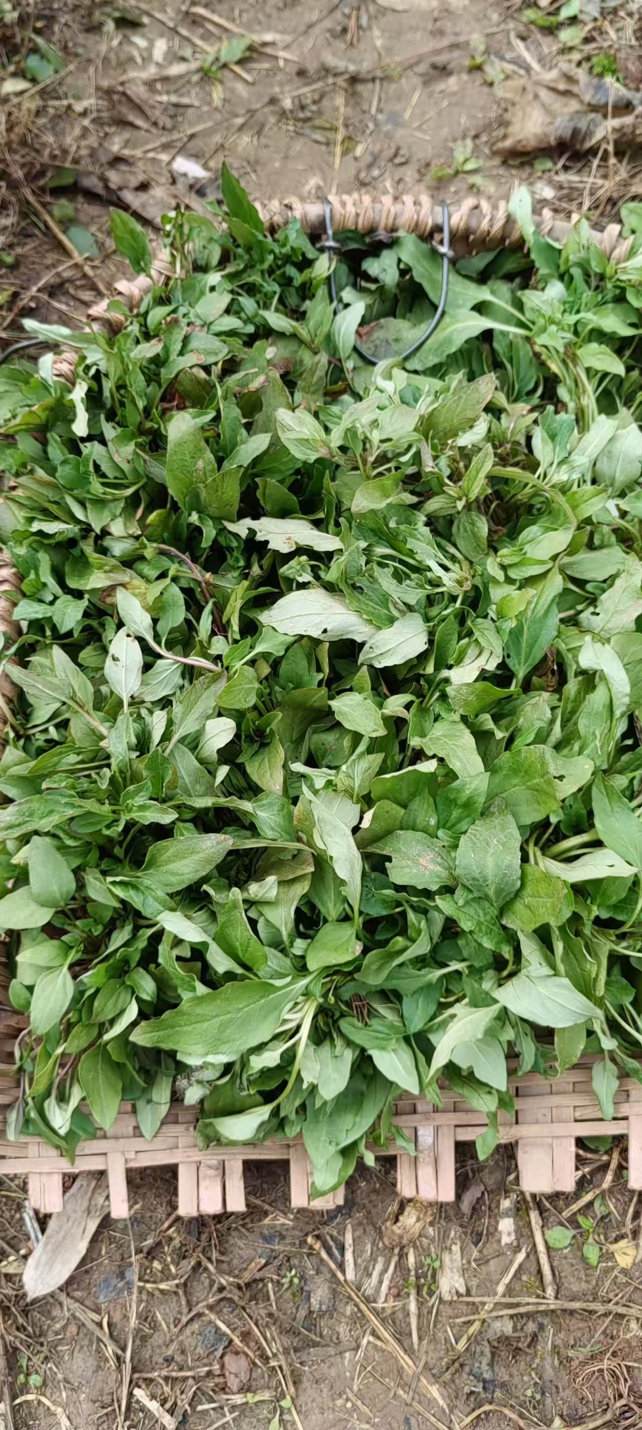 四川现挖农家夏枯草