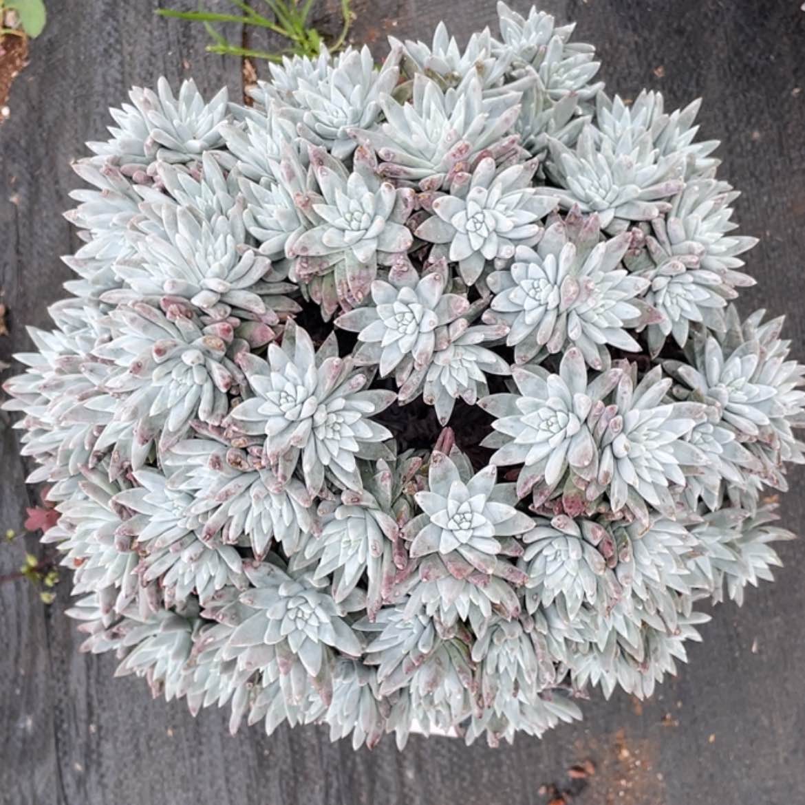 【闪购商品】大白菊超多头