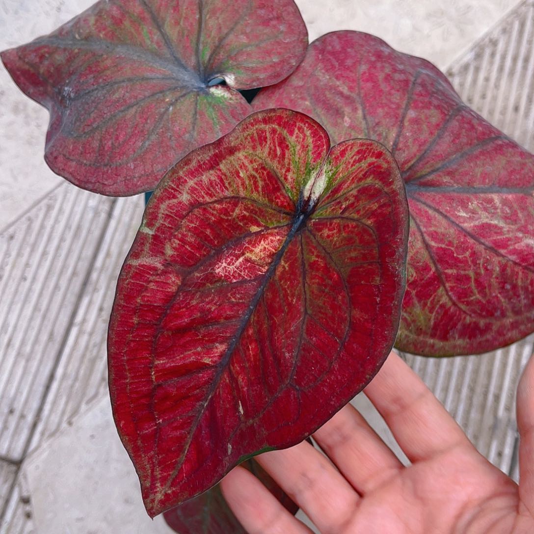 完全开放泰彩一物一拍1151