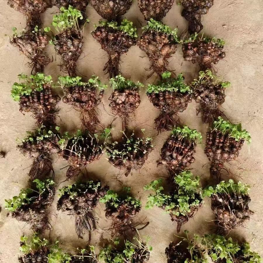 红花酢浆草生桩三叶草盆栽幸运草阳台庭院花卉持续开花醡浆草