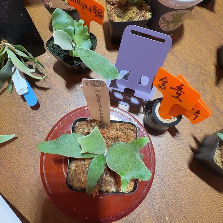无花朵鹿野直播间竞拍金童