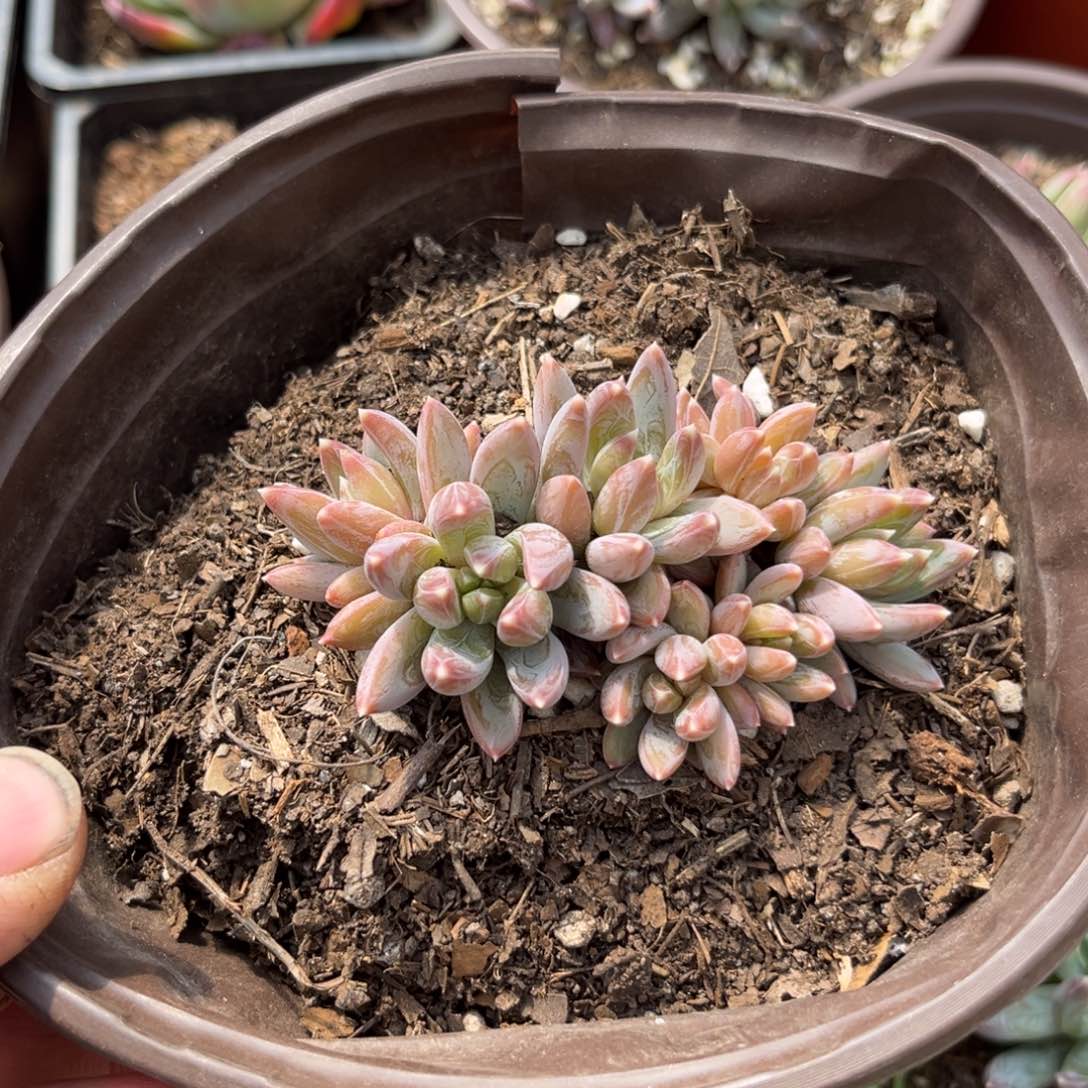 炫彩星多肉植物的生长