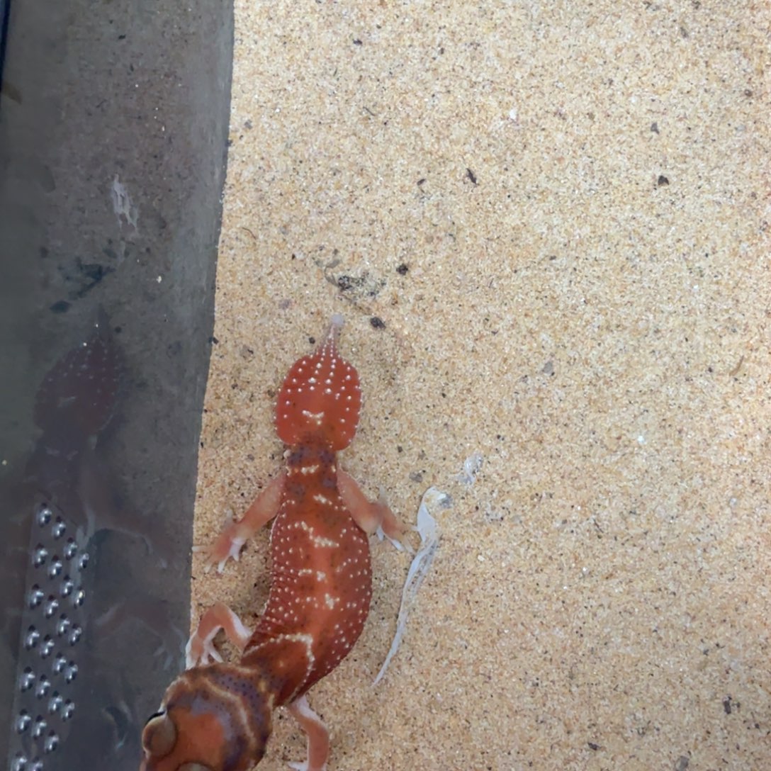 双隐公 7月7日生 12.5克