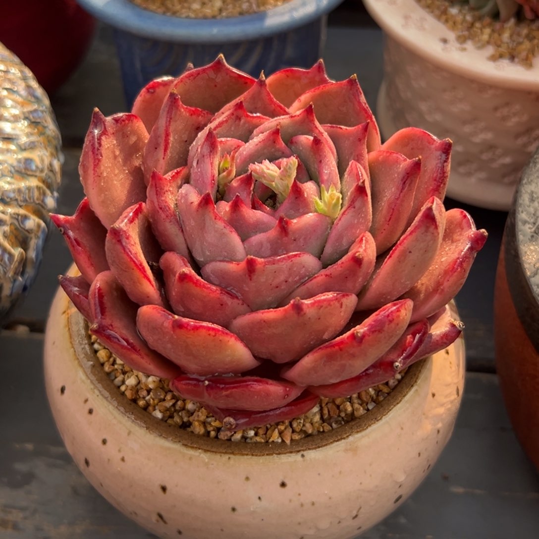 多肉一物一拍0314-27