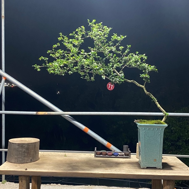 《清羽园艺》海岛小叶栀子花