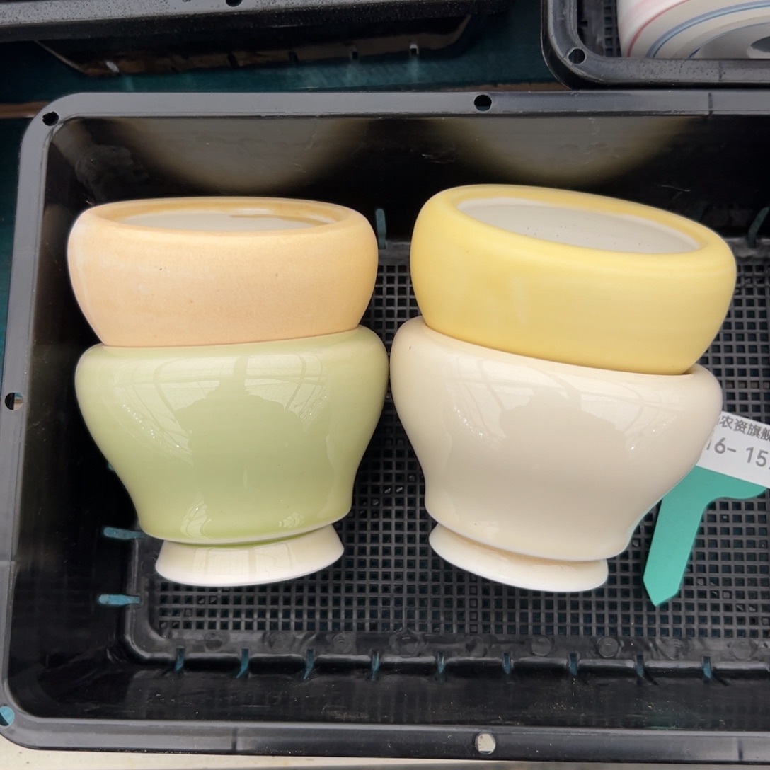 多肉精选编号0116.157