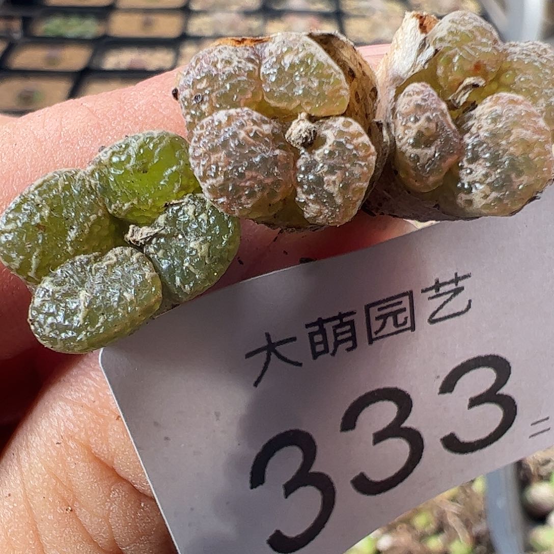 一物一拍。         333