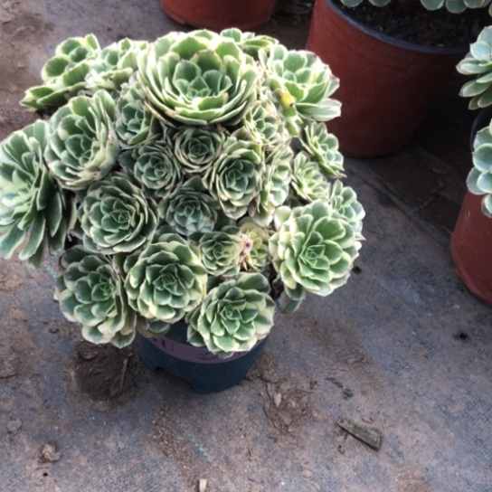 飞***光无花朵迈巴赫法师多肉植物438号