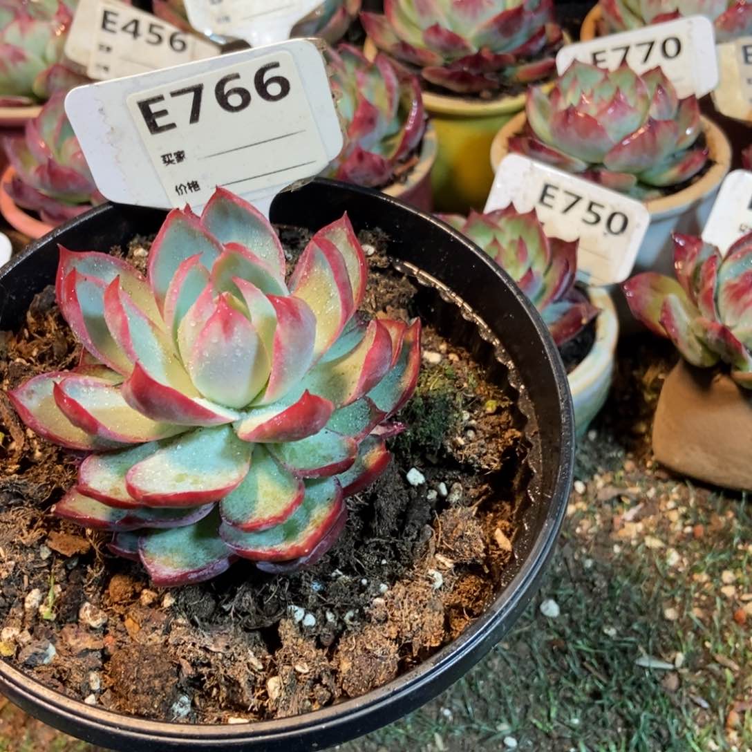 惊鸿一瞥766号多肉