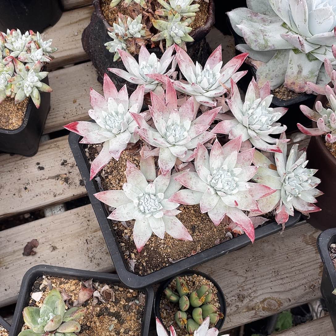 晨溪园艺仙女杯呀