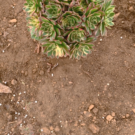 无花朵351放入植物海鲜