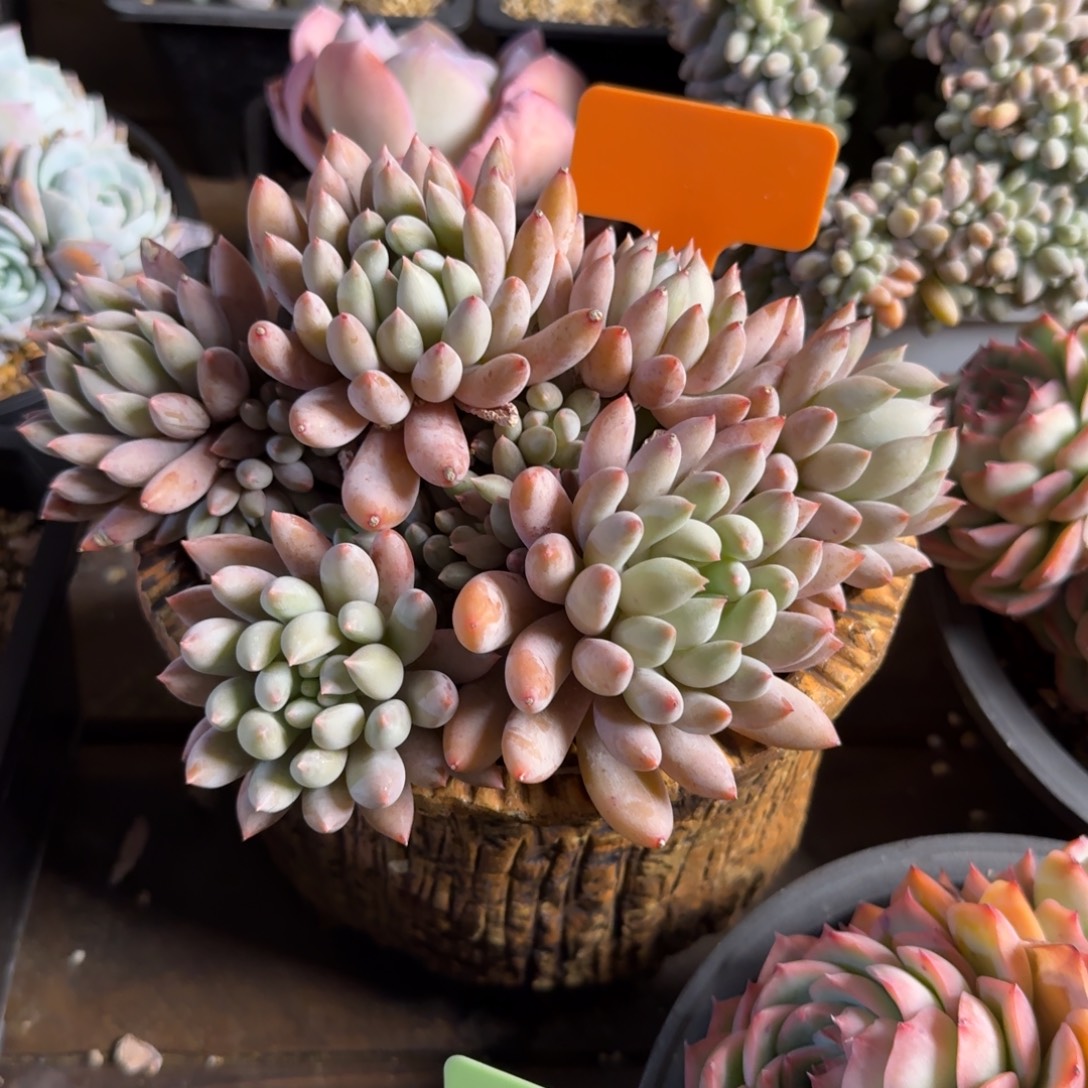 所罗门老桩11111111111111111