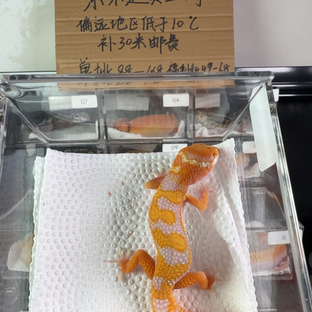 豹纹守宫纹路选育暴龙弟弟