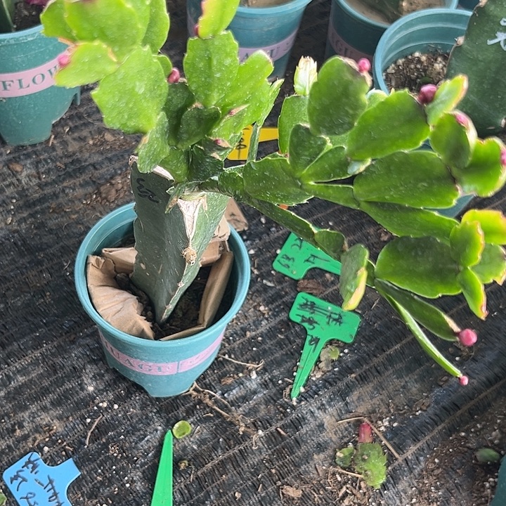 李***迎50号红桑巴，11111111111