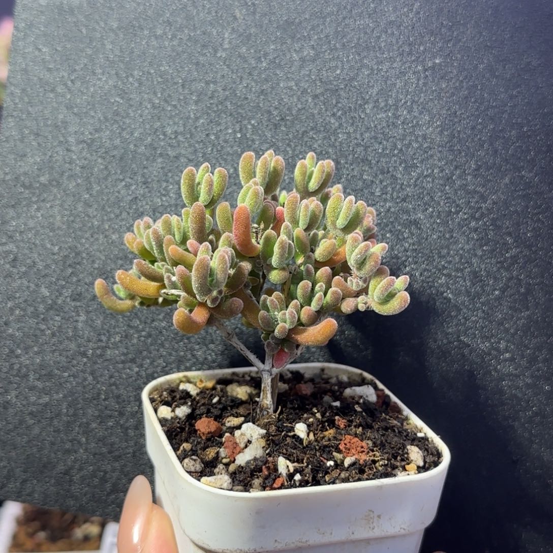 dy1012荔枝直杆三岔