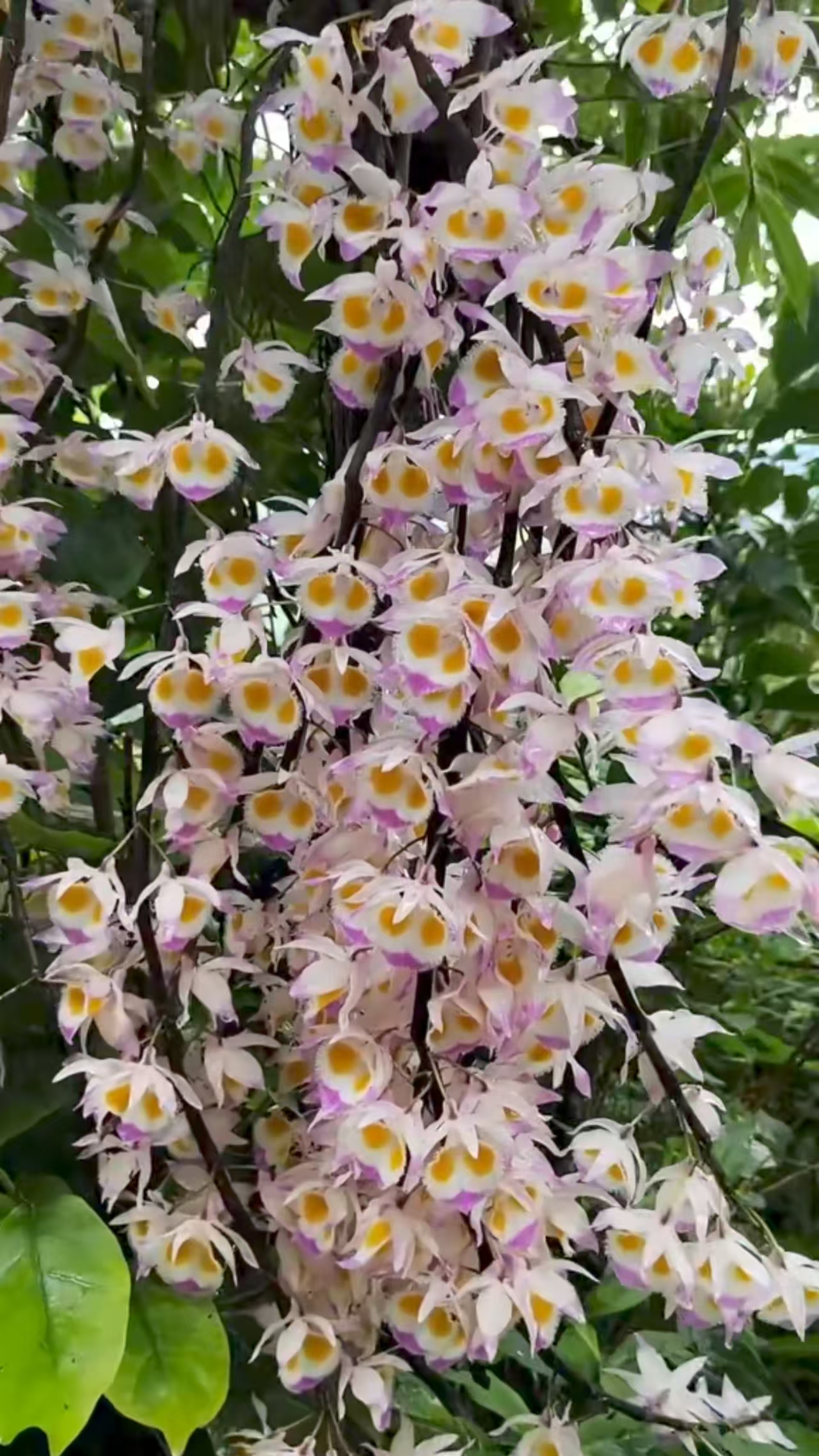 云南紫皮石斛和铁皮石斛可室内外养植的滋补佳品可开花发芽