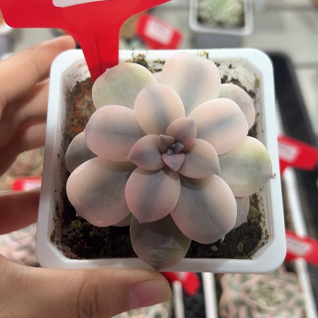 152号华丽风车锦多肉植物