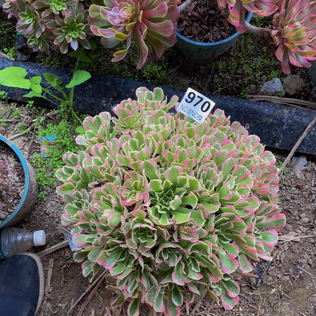 白凤法师朵朵3-19¥