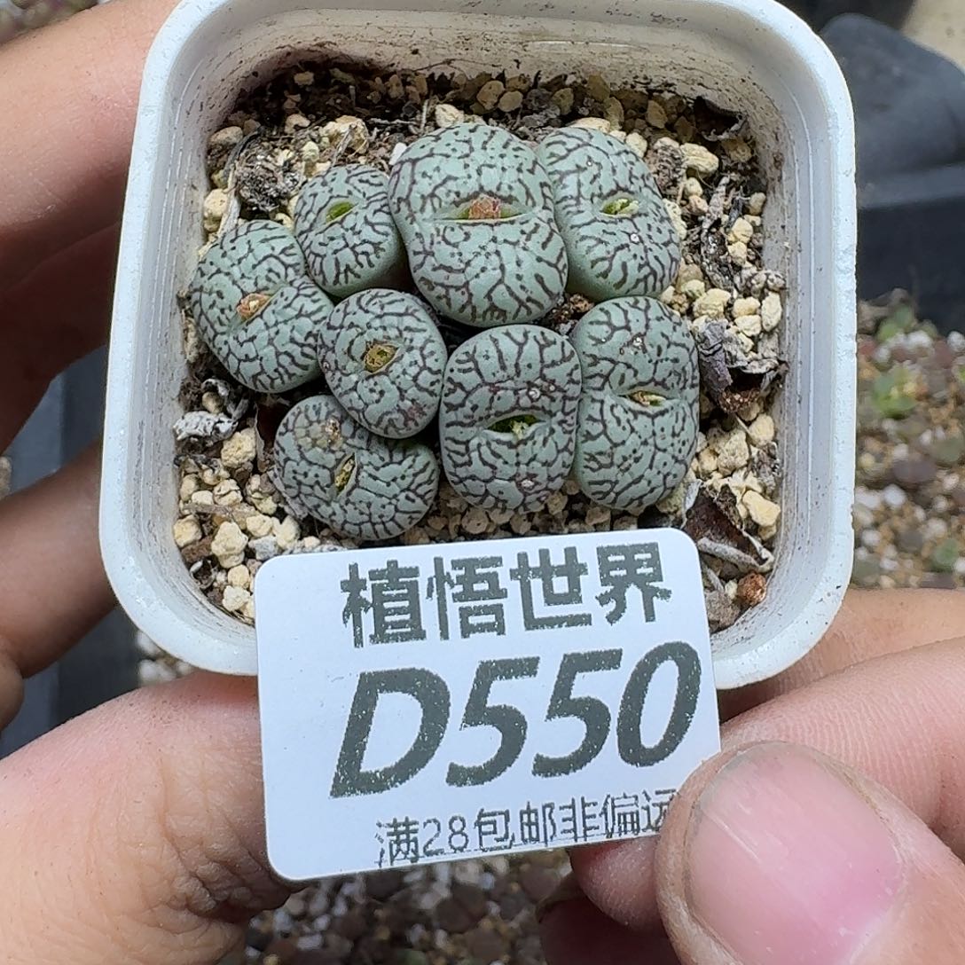 多肉植物的润泽fghn