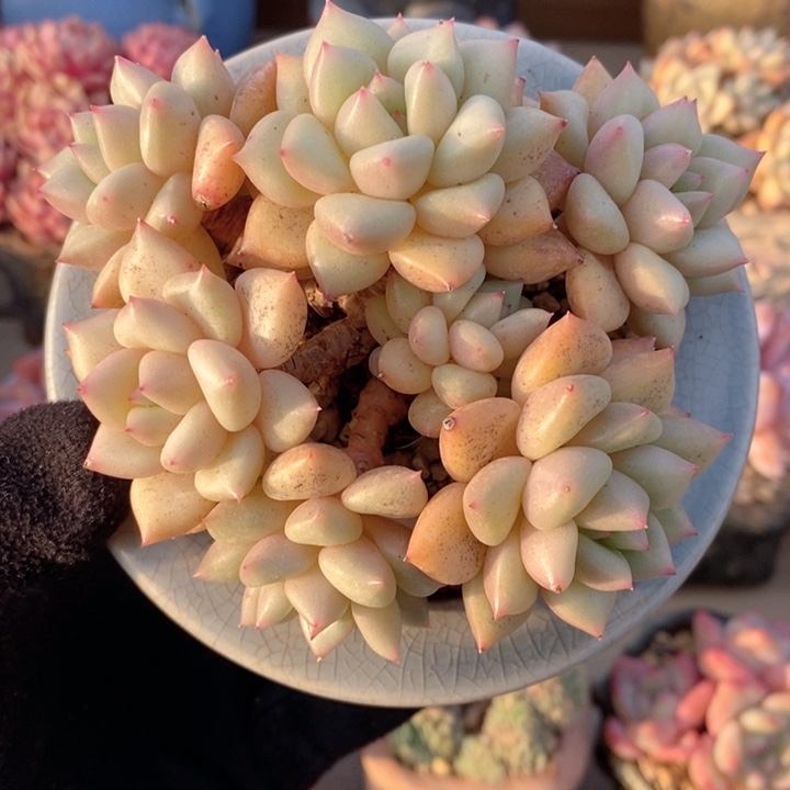 黄金象牙 韩货精品