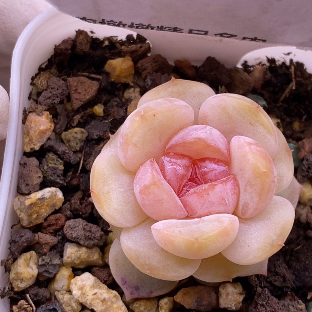 【闪购商品】05-49云岚