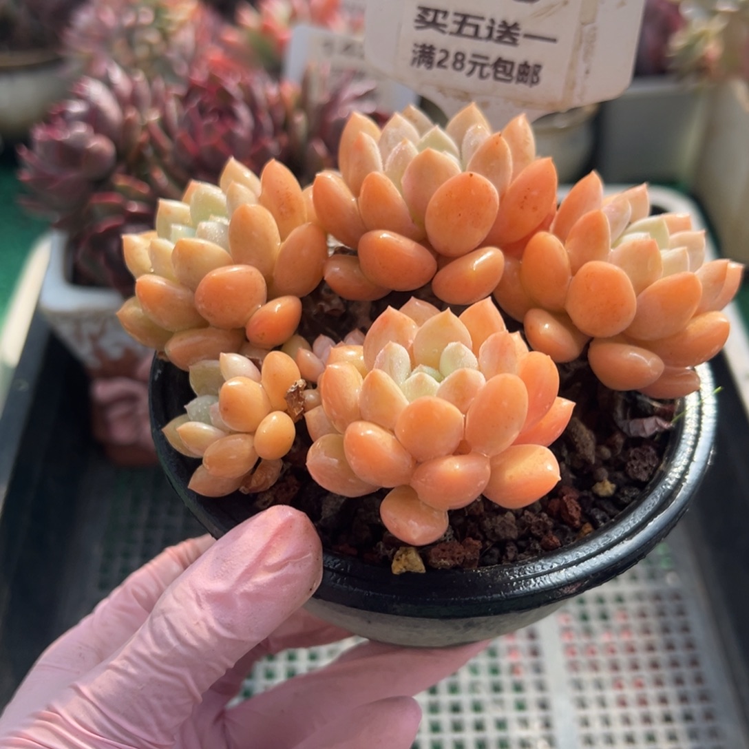 表妹精品多肉植物128.