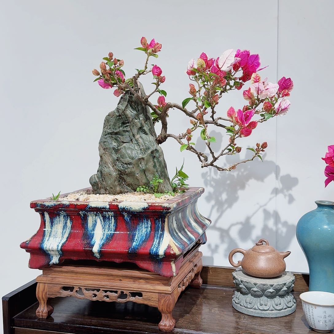 空****空三角梅三角梅三角梅上