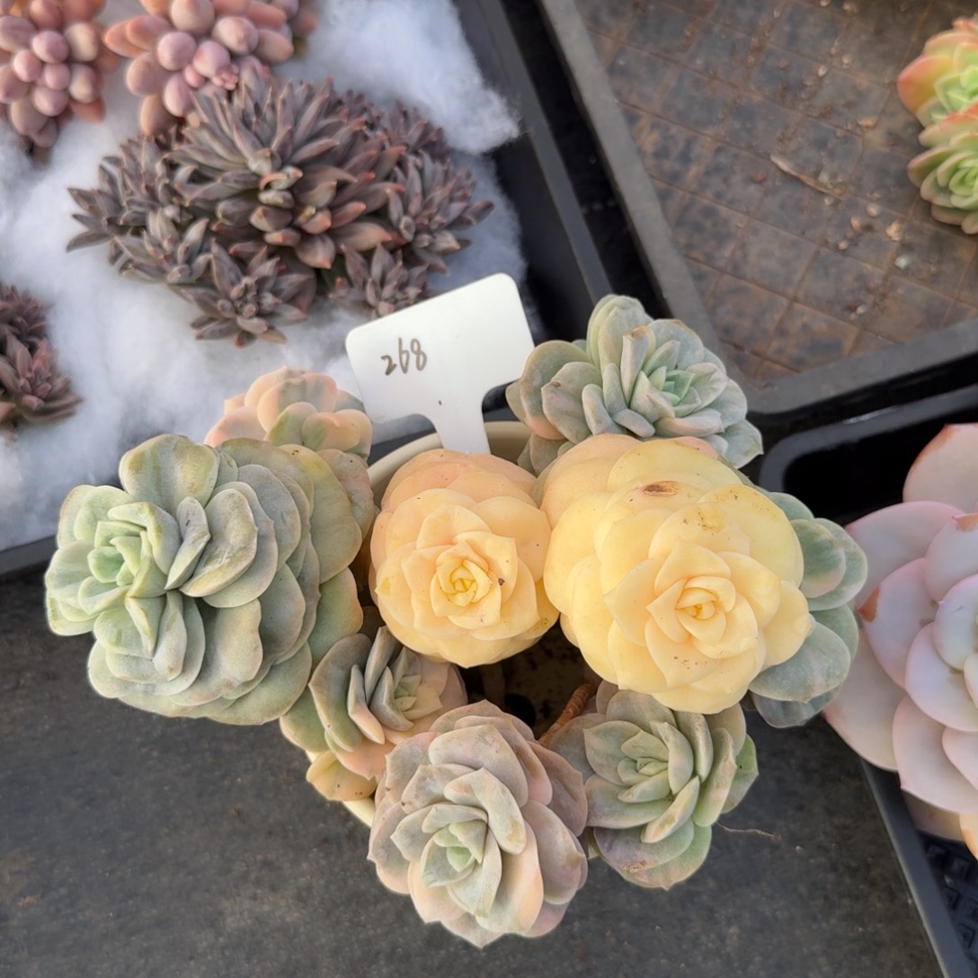 b***d一物一拍12-1可爱玫瑰锦268