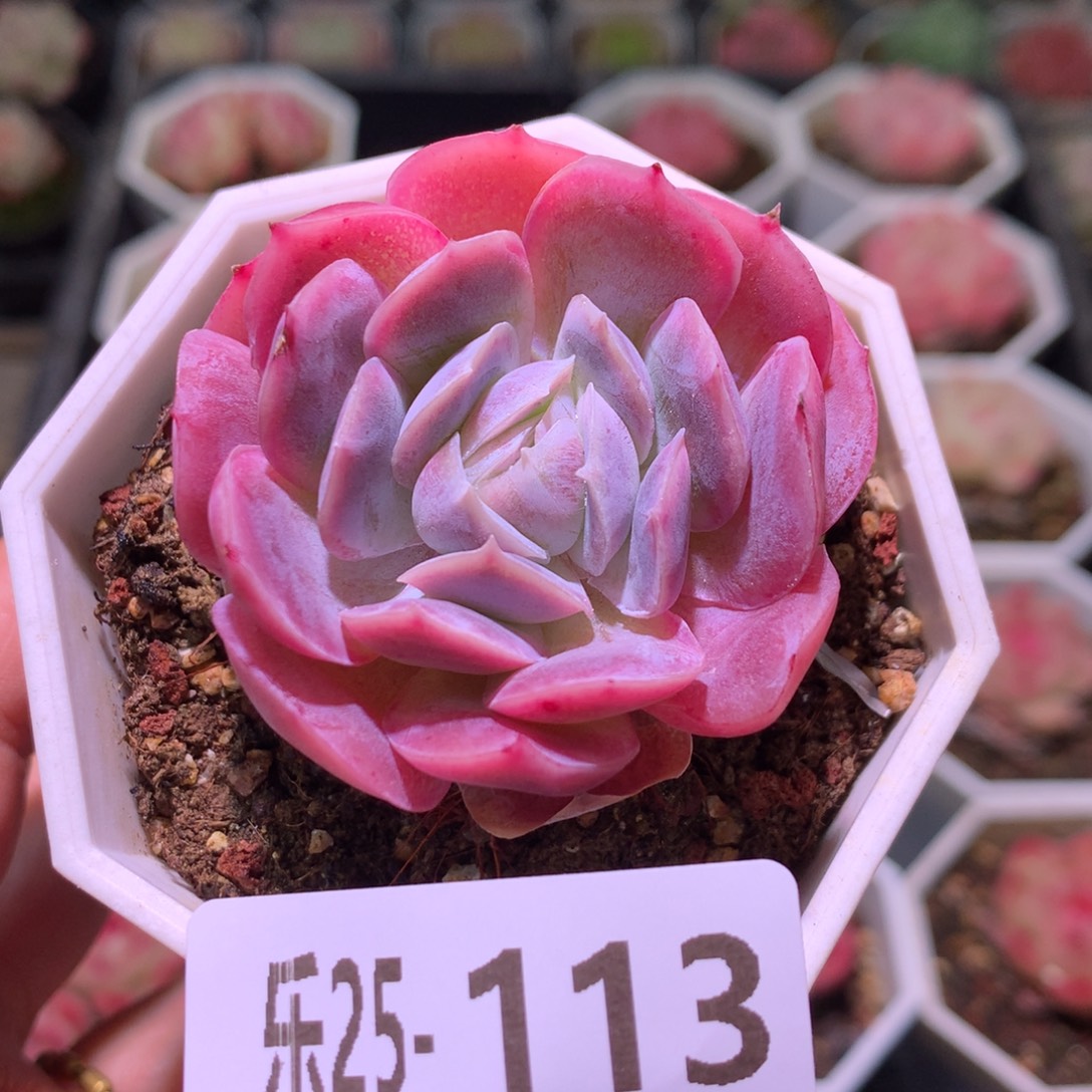 乐然25-113 西娜单头