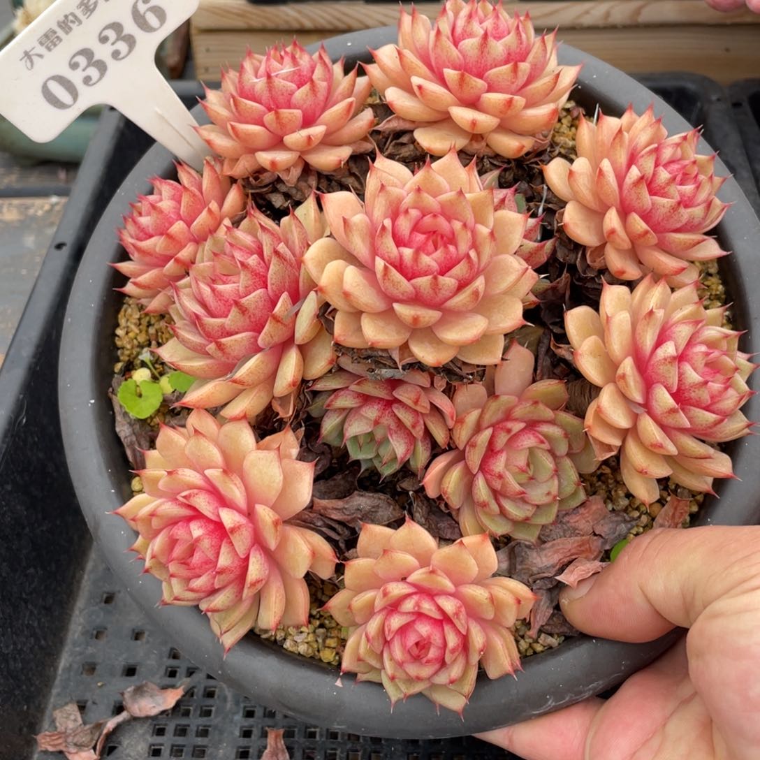 杨*洋0336笨巴不带盆18厘米