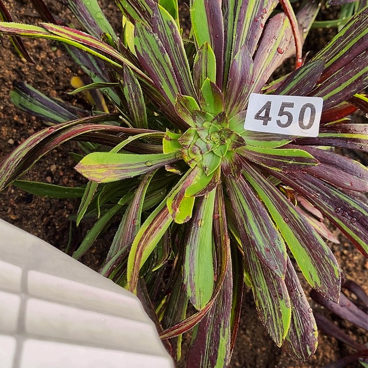 450水墨丹青多肉植物处理不售后